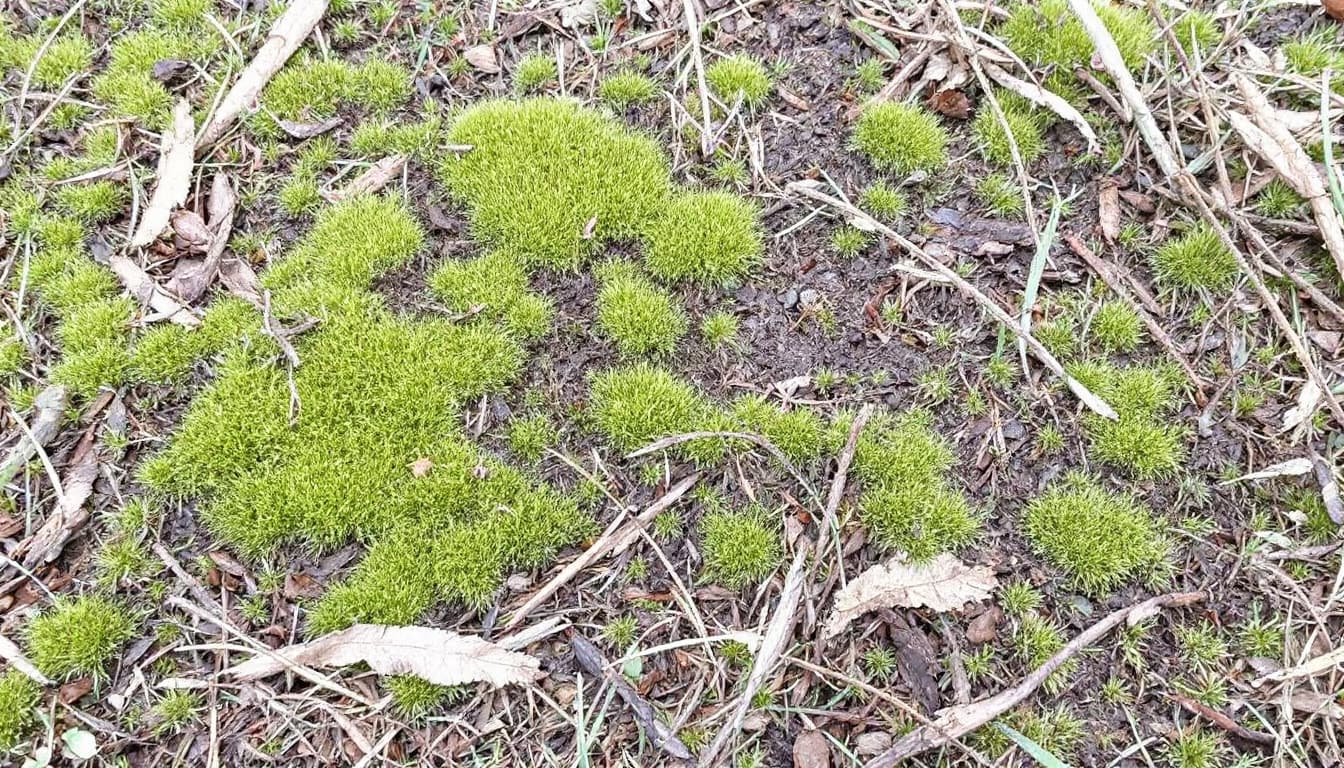 How to Tackle Moss in Your Brisbane Lawn Naturally